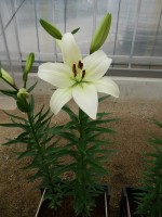 [5110 Sotara VH No02.JPG]